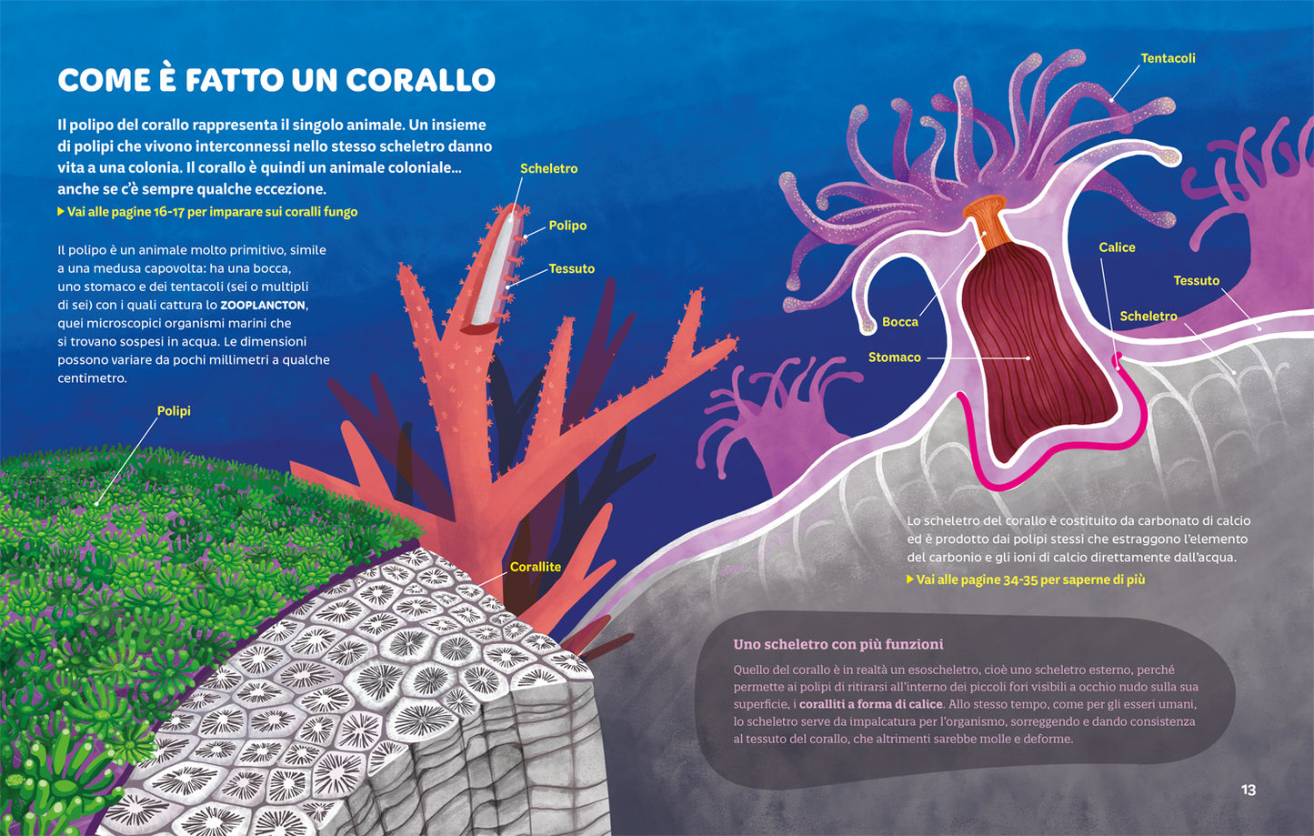 Foreste Coralline